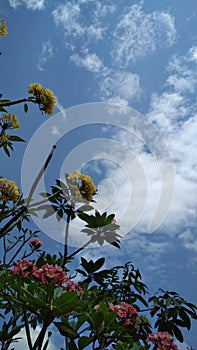 Flowers blooming under the scorching blue sky