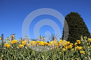 Flowers And Blooming Yellow Tulips In Springtimeà¸˜