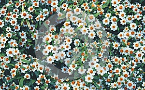 Flowers blossom background, Many white daisies in top view of meadow  texture