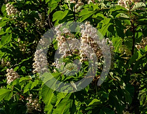 Flowers blossom among leaves of chestnut tree