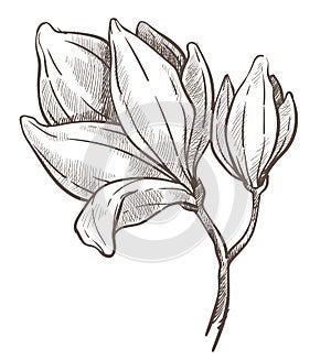 Flowers blossom, magnolia plant isolated sketch drawing