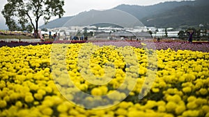 Flowers blossom on open field at Taichung