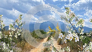 White flower blossom tree branch and green leaves on horizon mountains Olympus wild field grass blue sky whece nature la