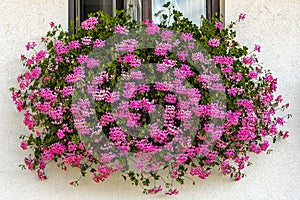 Flowers blossomed out on a windowsill in the village