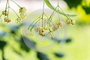 Flowers of a blossoming linden tree on a blurred background. Blooming large-leaved linden (Tilia).