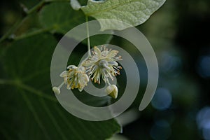 Flowers of a blossoming linden tree on a blurred background. Close-up. Blooming large-leaved linden (Tilia).