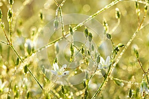 Flowers blossoming on a meadow