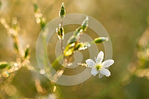 Flowers blossoming on a meadow