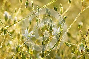 Flowers blossoming on a meadow