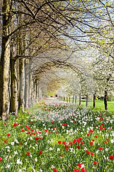 Flowers blossoming in park on a spring sunny day