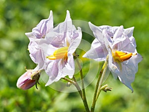 Flowers of blossoming potato plant