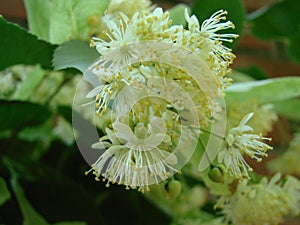 Flowers of blossoming tree linden wood, used for pharmacy, apothecary, natural medicine and healing herbal tea