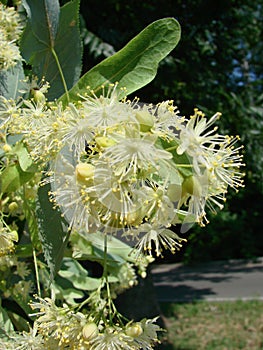 Flowers of blossoming tree linden wood, used for pharmacy, apothecary, natural medicine and healing herbal tea
