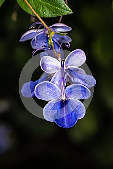 Flowers of the Blue Butterfly Bush