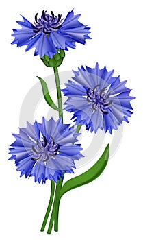 Flowers blue cornflower (Centaurea cyanus). photo