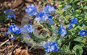 Flowers of blue daze a.k.a. Brazillian dwarf morning-glory Evolvulus glomeratus - Florida, USA photo