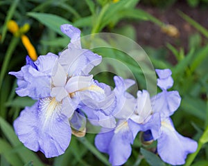Flowers of Blue Denim iris in spring garden