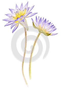 Flowers blue Egyptian lotus Nymphaea caerulea. Watercolor hand drawn painting illustration isolated on white background