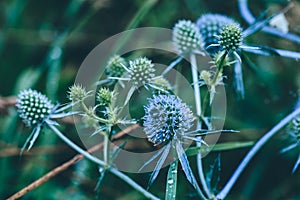 Flowers of blue eryngium after rain