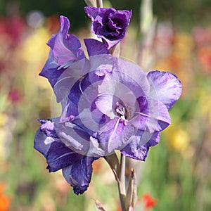 Flowers of a blue gladiolus