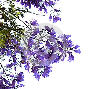 Flowers of blue jacaranda, Jacaranda mimosifolia