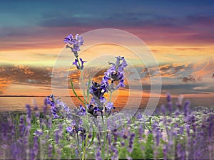 Flowers  blue  lavender on  wild field  sun down reflection of light on sea water wave  on  horizon cloudy dramatic yellow pink su