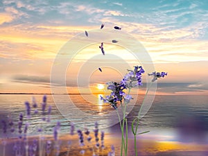 Flowers  blue  lavender on  wild field  sun down reflection of light on sea water wave  on  horizon cloudy dramatic yellow pink su