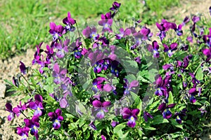 Flowers of blue pansies in the grass