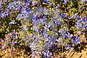 Flowers of `Blue Pimpernel` Anagallis Monelli originating from the Mediterranean region, in spring in Spain. Lysimachia monelli.