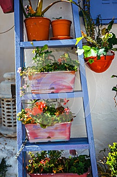 Flowers in blue pots in Mijas, Spain