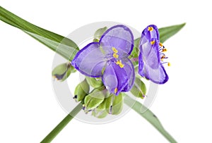 Flowers blue, purple isolated on white background