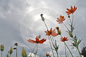 Flowers on blue sky background. Orange cosmos flower against the blue sky. Summer or spring floral background photo