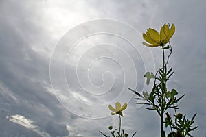 Flowers on blue sky background. Yellow cosmos flower against the blue sky. Summer or spring floral background photo
