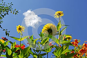 The flowers blue sky photo from the bottom