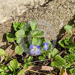 Flowers blue - Speedwell flower - Veronica filiformis photo
