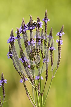 Flowers of blue vervain in a swamp in Connecticut