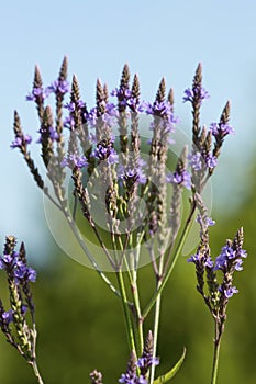 Flowers of blue vervain in a swamp in Connecticut