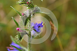 Flowers of a blueweed or viper bugloss