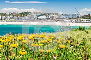 Flowers in Bondi Beach, Sydney - Australia