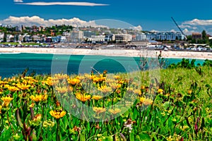 Flowers with Bondi Beach view, Australia