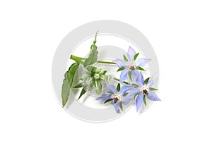 Flowers of borago isolated on a white background