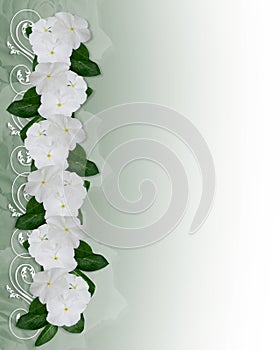 Flowers Border white Periwinkle