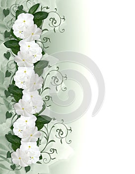 Flowers Border white Periwinkle