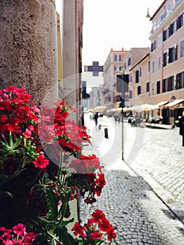 Flowers on Borgo Pio in Rome, Italy