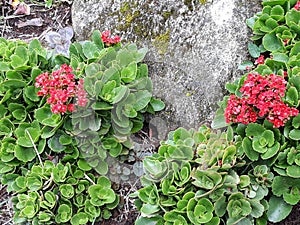 Flowers that are born among the rocks photo