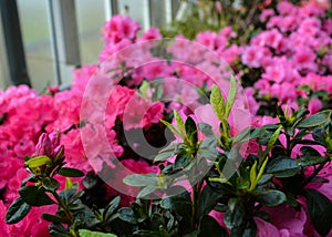 Flowers in a botanical garden