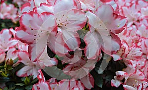 Flowers in a botanical garden