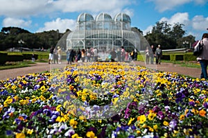 Flowers in Botanical Garden in Curitiba, in Brazil