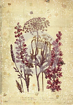 Flowers Botanical Vintage Style Wall Art with Textured Background