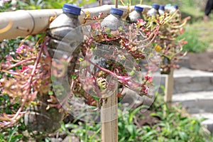 flowers in a bottle